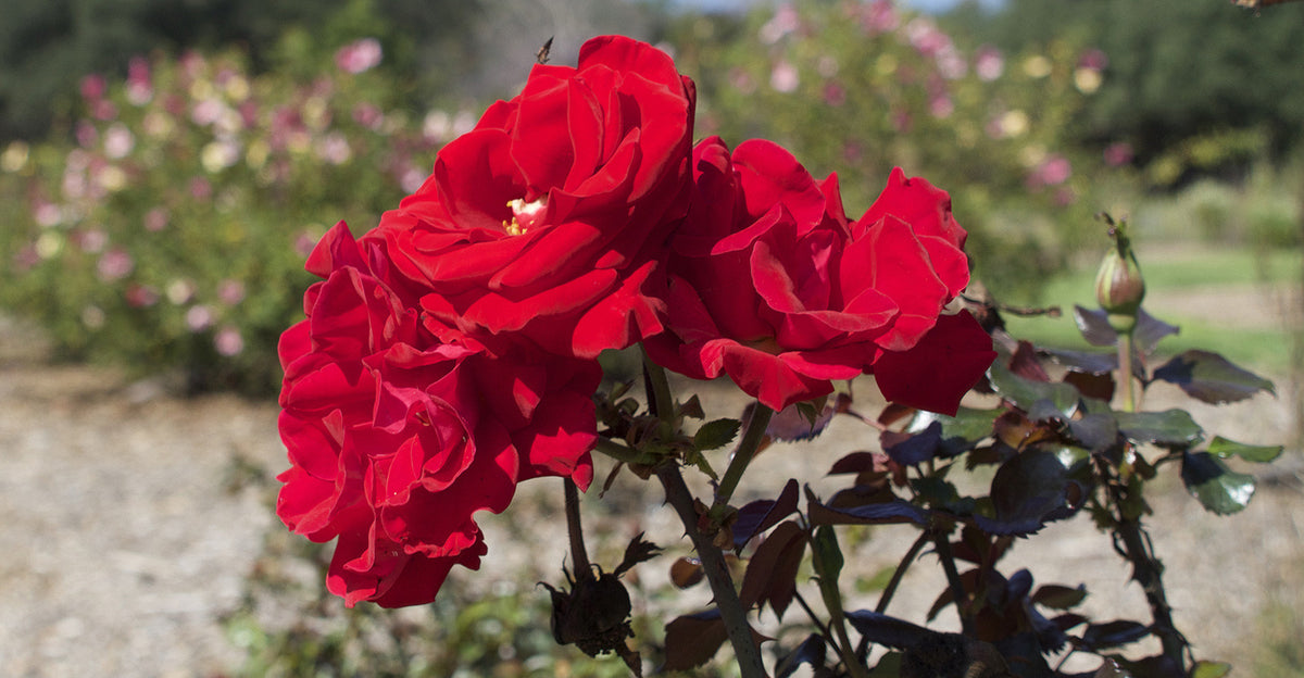 Scents and Memories – an Emotional Connection